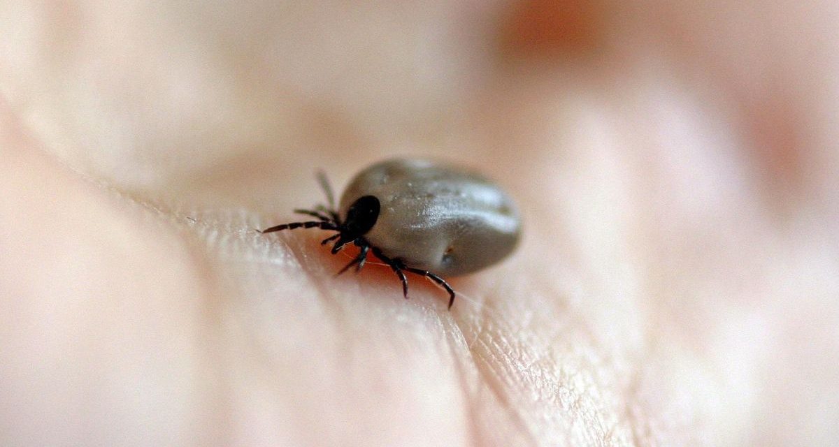 Serangga Parasit Kutu Yang Sangat Merugikan