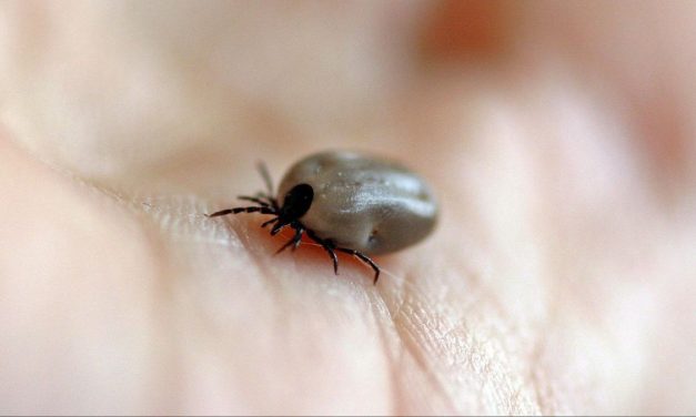 Serangga Parasit Kutu Yang Sangat Merugikan