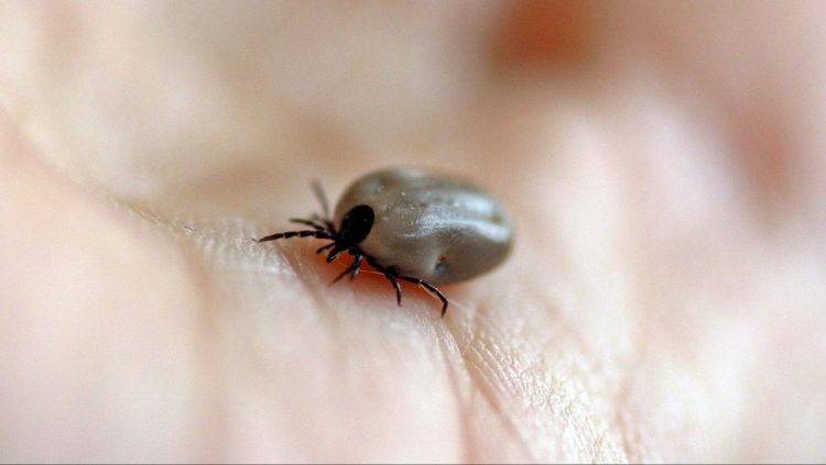 Serangga Parasit Kutu Yang Sangat Merugikan