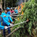 Tumbuhan Berbahaya Ganja Dengan Dampak Buruknya