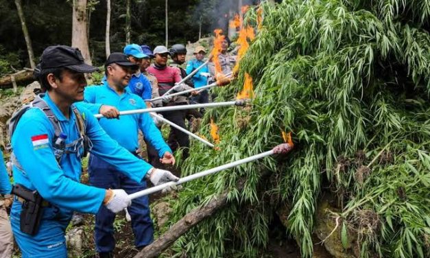 Tumbuhan Berbahaya Ganja Dengan Dampak Buruknya