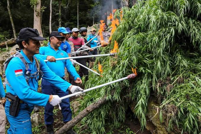 Tumbuhan Berbahaya Ganja Dengan Dampak Buruknya