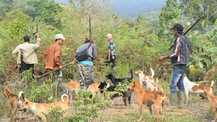 Kegiatan Mencari Mangsa Atau Berburu Hewan Hutan